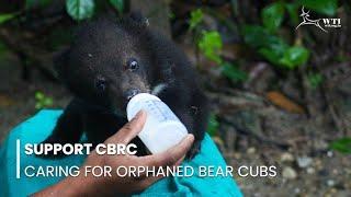 Orphaned Bear cubs at CBRC