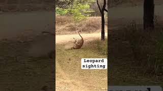 Leopard kill the dog #viralvideo #youtubeshorts #animals #wildlife #wildlife #reelsindia