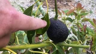 How to supercharge your avocado tree leaves...