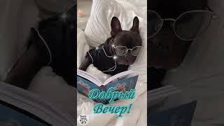Добрый вечер!