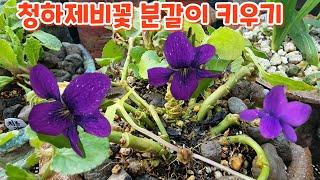 #청하제비꽃 #분갈이 #흙배합 #키우기 물주기 꽃향기야생화