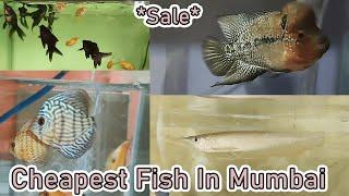 Care 4 Pets Fish Aquarium | Cheapest Fishes In Mumbai | Contact on 9867525242 | 2021