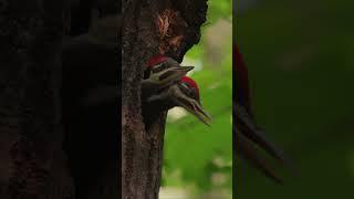 Filming a Pileated Woodpecker Nest