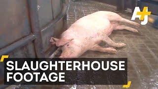 Undercover Video Reveals Horrifying Animal Abuse At Hormel