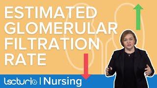 How Estimated Glomerular Filtration Rate (eGFR) Relates to Kidney Function | Lecturio Nursing