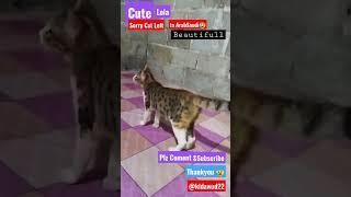 Cute.(LOLA jawa) Sorry Cat Left to ArabSaudi#shortsyoutube #catlovers #catbeauty @kidawud22