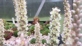 OROSTACHYS DUNCE CAP FLOWERING - Cold Hardy Succulents Plants Flowers { Fall 2018 }