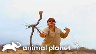 Steve Irwin Becomes Target for Predators in Africa | Crocodile Hunter | Animal Planet