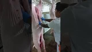butcher Exp ng swine or large training sa slaughter house Urdaneta  butcher Bambang.