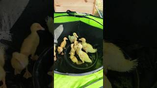 Baby ducks' first bath - cuteness overload!