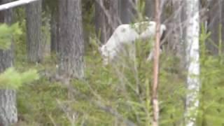 Renarna besöker Forsnäs Hemman på vandring mot fjällen.