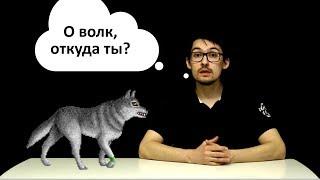 Откуда пришли ВОЛКИ?