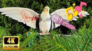 Make your  Parrot & Cockatiel singing and Happy | Best video for Cockatiel 