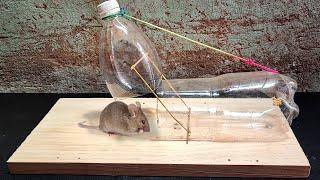 Easy and Best Plastic Bottle Mouse Trap