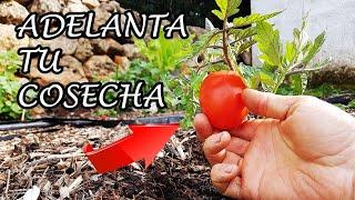 NO ESPERES MÁS!! Adelanta tu cosecha de TOMATES (El mejor TRUCO conocido) Adictos a la Permacultura