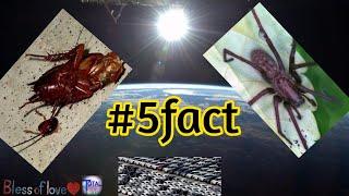 #fact5 you never seen