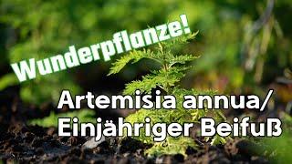 Wirkung der unterschätzten Heilpflanze: Einjährige Beifuß (Artemisia annua) | Gottes Apotheke