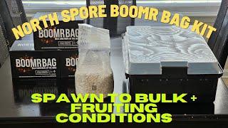 North Spore Boomr Bag Kit | Part 1: Spawn to Bulk & Fruiting Conditions