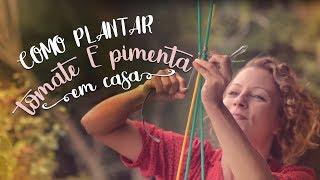 Como plantar tomate e pimenta em vasos - as melhores dicas