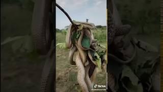 Snake on chandan tree//chandan tree with snake//cobra//why  tree attracts snakes//biology made easy