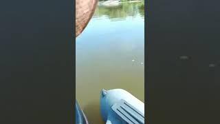 Ока | Судак с первого заброса | Поклëвка судака на камеру | Рыбалка летом с лодки.