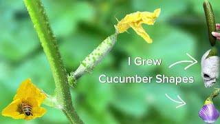 This Is Why It Took Me 3 Years To Grow Cucumbers Into Shapes