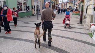 Obedience and off leash walking in the city with BELGIAN MALINOIS KIRA dog training