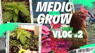 Grow Vlog #2 - White Widow Tag 27 unter der MedicGrow NEO-780 #grow #indoorplants #gardening