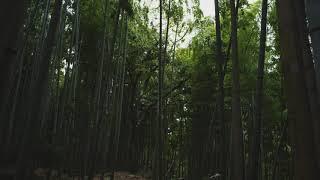 Bamboo Forest’s Hidden Gems.. Lumix S1