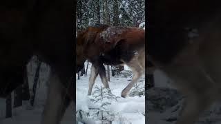 ЛОСЬ - MOOSE Следы зверей