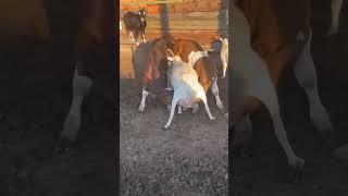 Calf milking #cow #sapi #inek  #cebu #animals #funnyanimals #funny #shorts #cuteanimals #cute #short