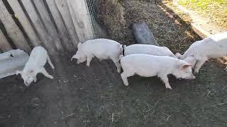 Выгодно ли держать свиней для себя и на продажу. Свиноводство в деревне.