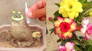 Simple Method To Graft Desert Rose | How To Graft Adenium Plant