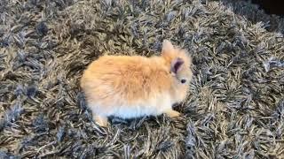 Dwarf Bunny/Lionhead breed