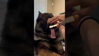 Best Balm for Crusty Dog Noses! [ link in description ] #dogs #germanshepherd