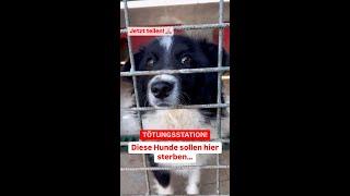 Hunde in der Tötungsstation – Wir brauchen DEINE Hilfe!  Spende und rette Leben! 