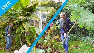 How to protect Banana and Gunnera plants in winter