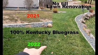 No Till Lawn KBG Renovation - 4 Month Update