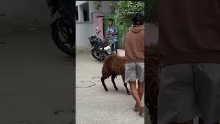 Sheep fighting practice with tyre #shorts #naiwiktv #sheep