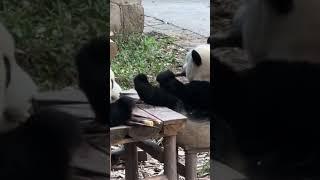 小小年纪大佬气质～ #panda #giantpanda #pandachina #cutepanda #熊猫 #大熊猫 #熊猫宝宝 #熊猫日常 #国宝熊猫 #国宝大熊猫 #国宝不愧是国宝