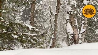 Winter forest, sound of falling snow and sound of a snowstorm for meditation.