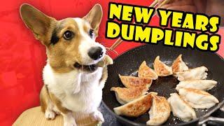 Corgi's Pan Fried Chicken Dumplings for Lunar New Year || Life After College