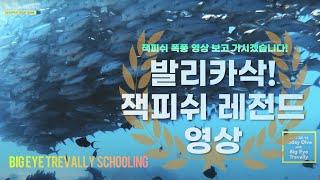 발리카삭 잭피쉬 토네이도! Big Eyes Trevallies Schooling 보홀 #balicasag #스킨스쿠버 다이빙 | 투데이 다이브 2021.02.14