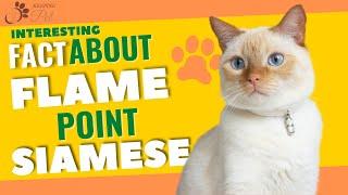 Flame Point Siamese | Facts & Personality!