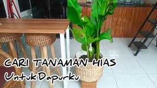 PISANG CARIBAY TANAMAN HIAS UNTUK DAPURKU