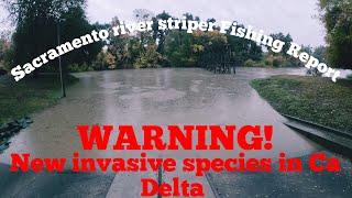 CA Golden muscles WARNING ️| Sacramento river/CA Delta Fishing Report