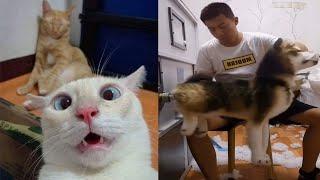 Funny Confused Pets That Will Put You in Happy Mood | Cool Pets