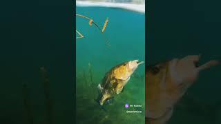 Кому тоже нравится рыбалка ставь  #fishing #ловим #рыбалка