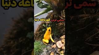 سمی ترین قورباغه در جهان#دانستنی      #دنیای دانستنی