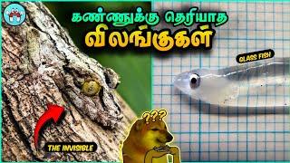 Invisible Animals In The World (தமிழ்) | The Magnet Facts